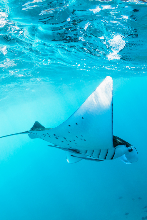 Manta Ray Marvels: Dive into the World of These Graceful Giants