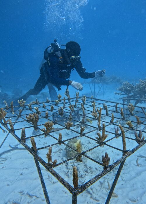 JOALI Maldives Marks New Milestone in Long-Term Reef Restoration Programme