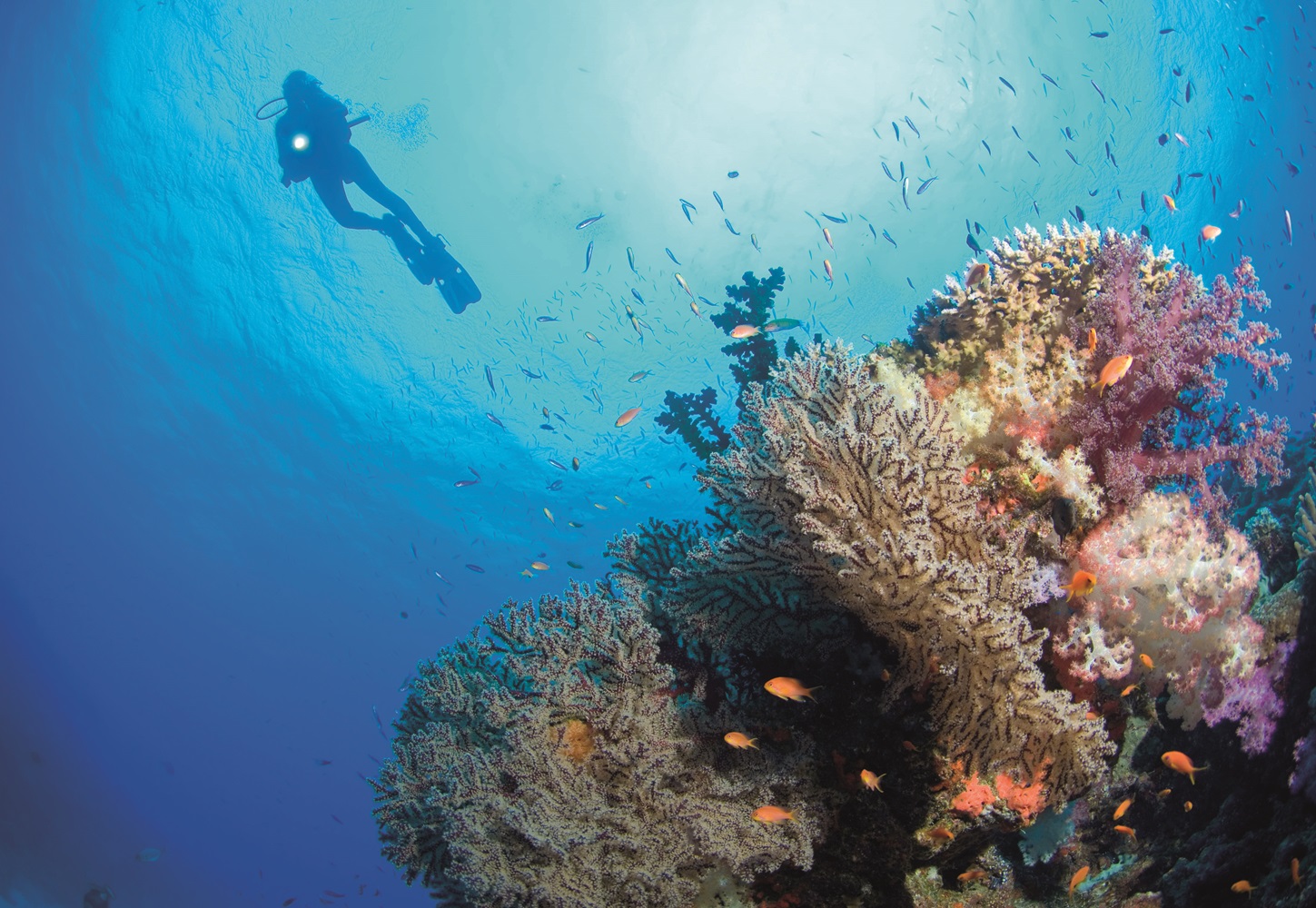 Vasco Football Club Logo – Coral reef maldives can the maldives save its coral reefs? Vasco Football Club Logo – Coral reef maldives can the maldives save its coral reefs?